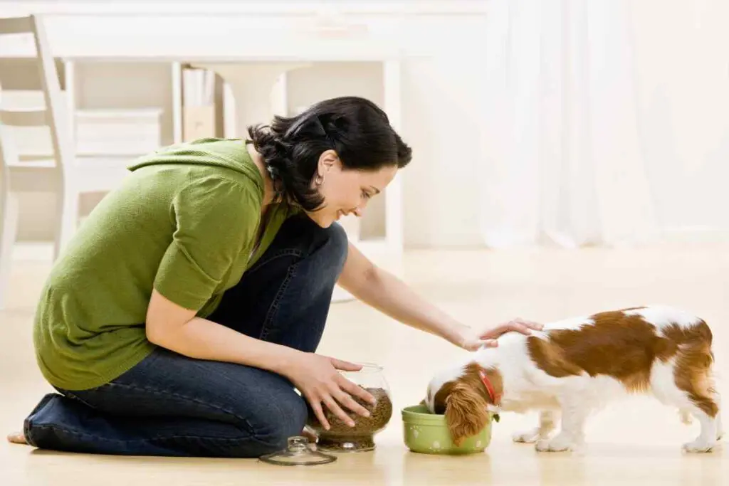 General Feeding Guidelines for Dogs