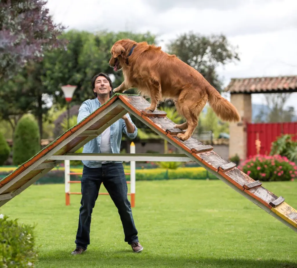 Dog Training Myths You Need to Stop Believing