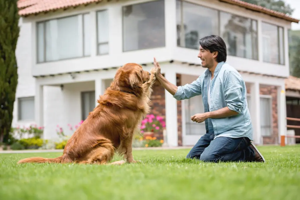 How to Prepare for a Stress-Free Pet Relocation