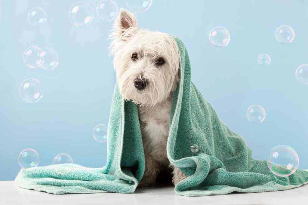 Which Pet Services in Hyderabad Offers Grooming Services