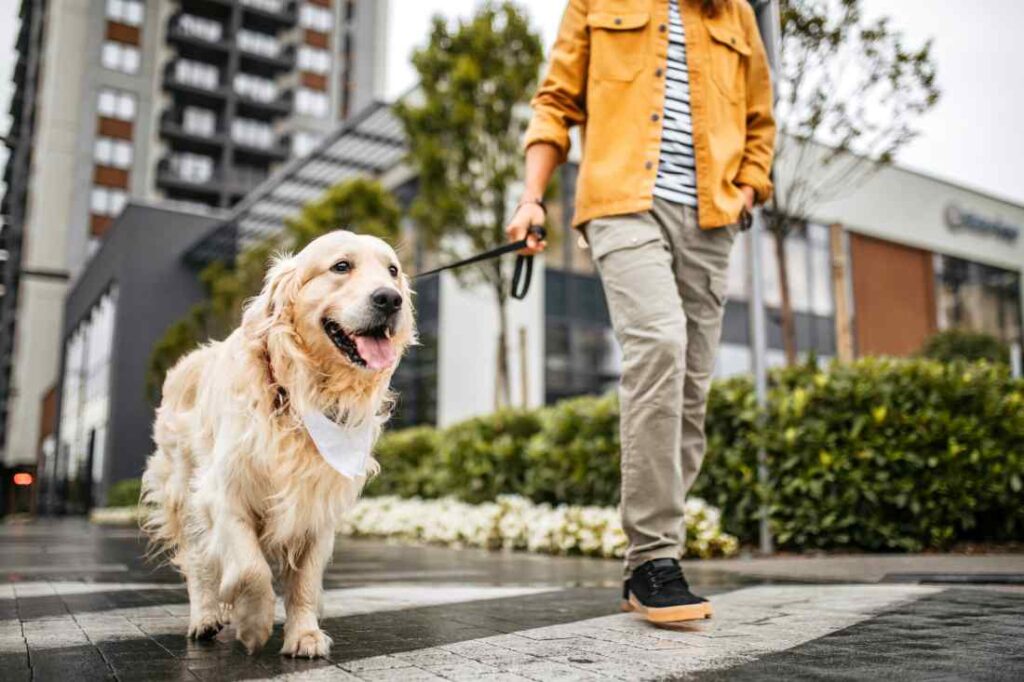 Why Choose a Top-Rated Dog Walker for Puppy Socialization