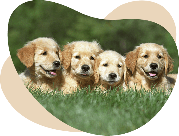 Dog Boarding and Puppy Boarding in Hyderabad