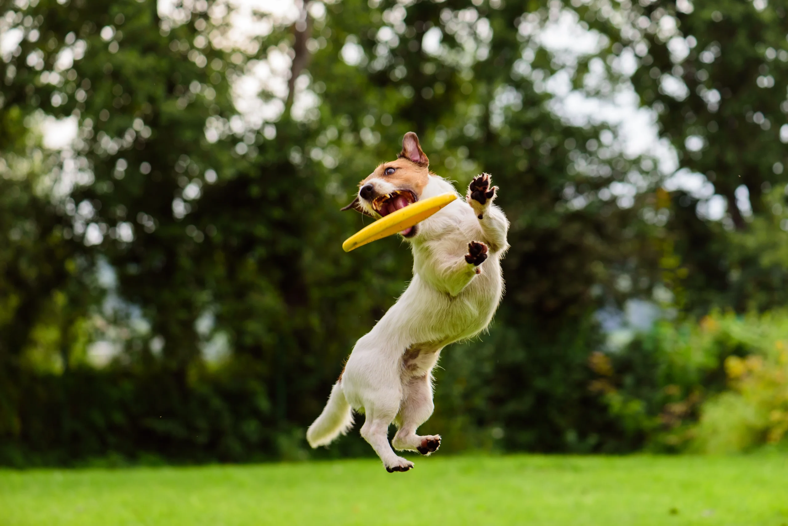 Advantages of Cage-Free Boarding