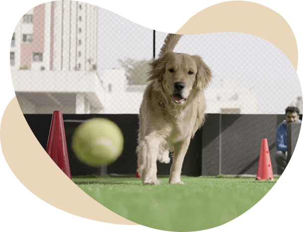 Cage-Free Dog Daycare in Hyderabad