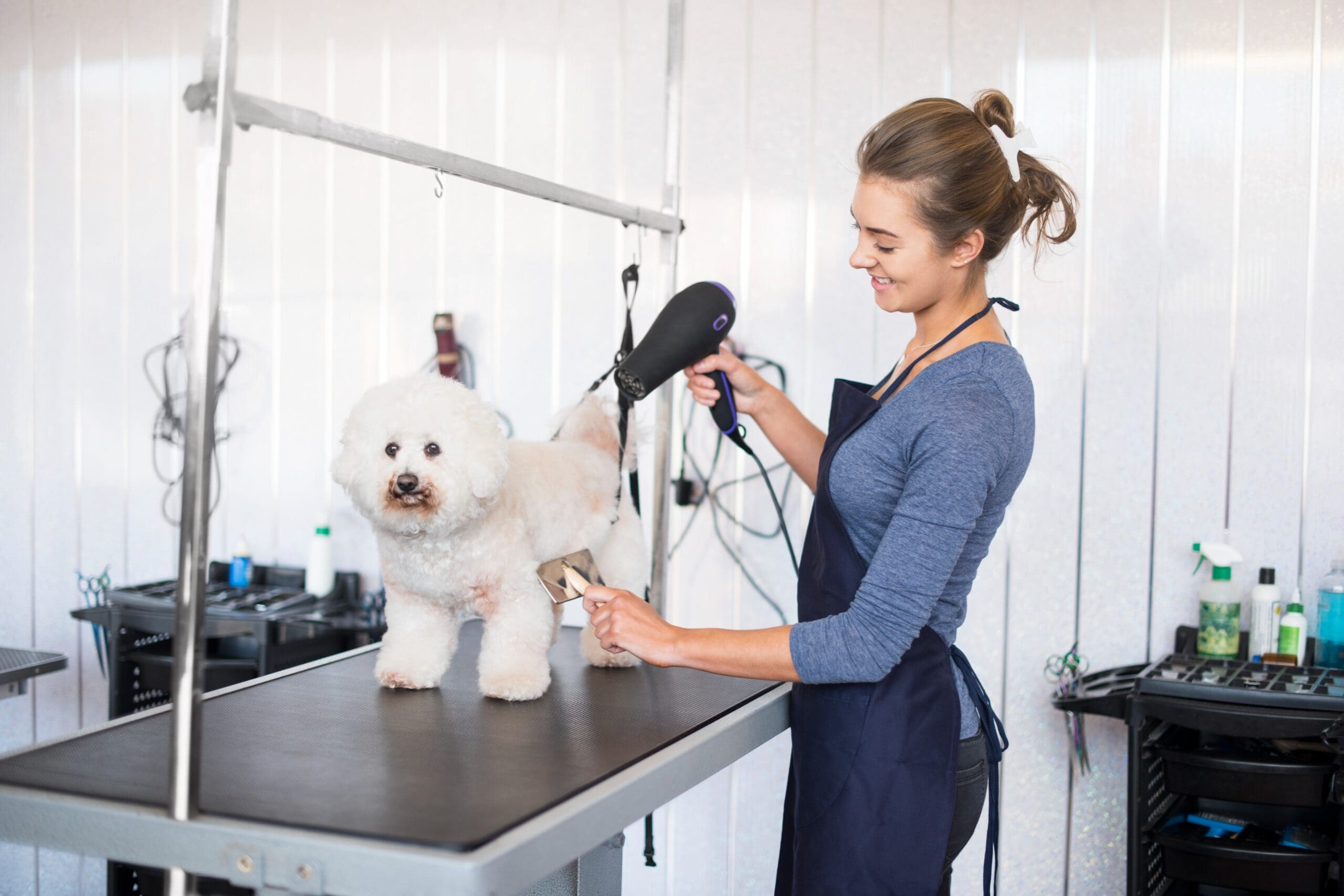 Dog Grooming in Hyderabad