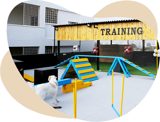 Why Choose DoggyVille in Hyderabad