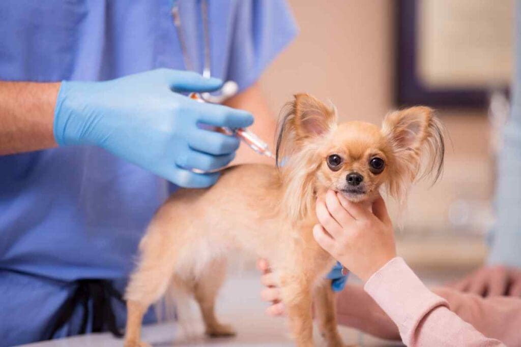 Dog & Puppy Vaccination