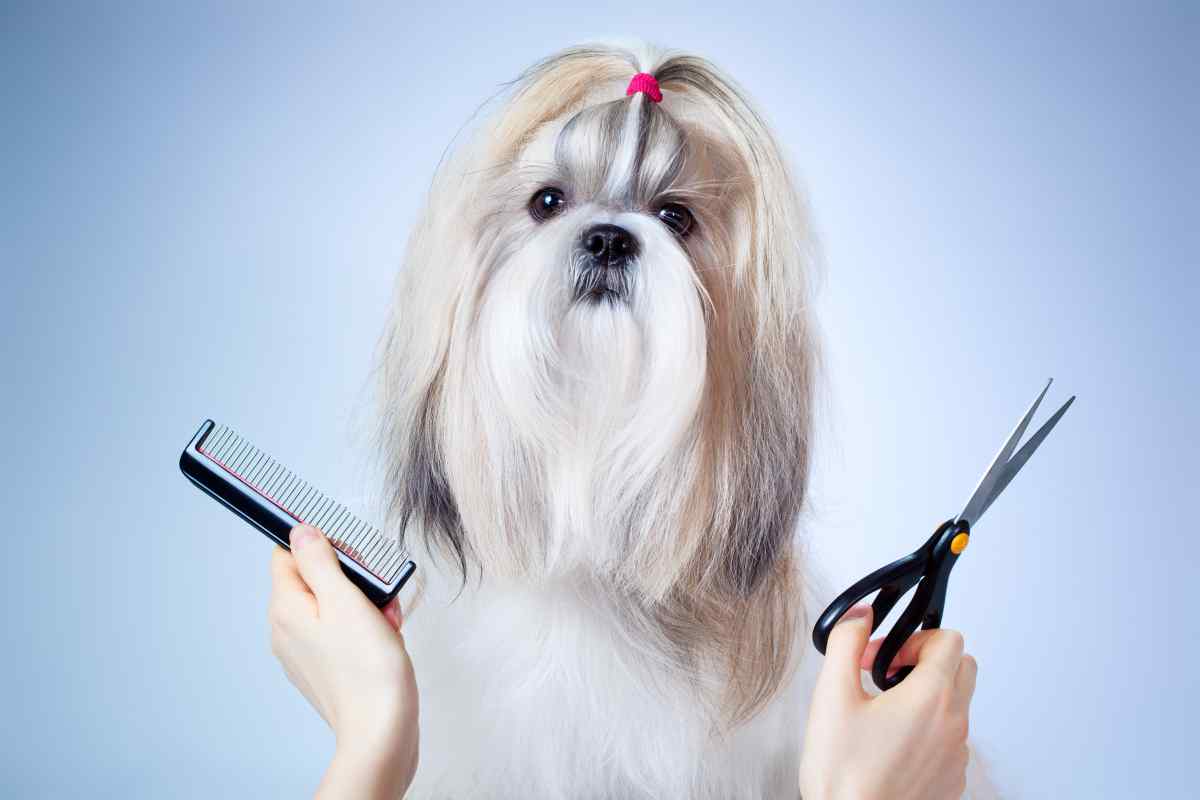 Pet Grooming Trends in 2024