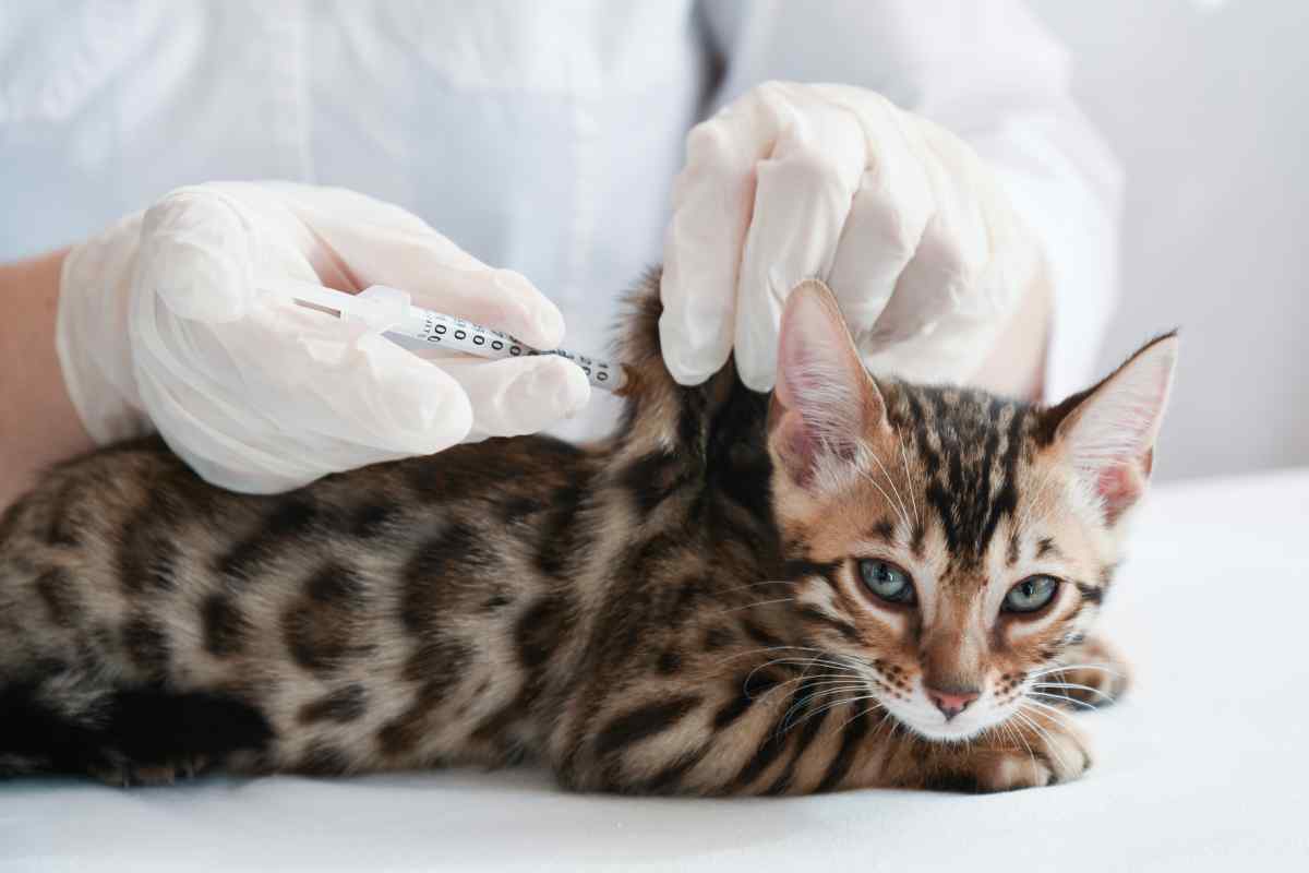 Vaccines for Cats: What You Need to Know