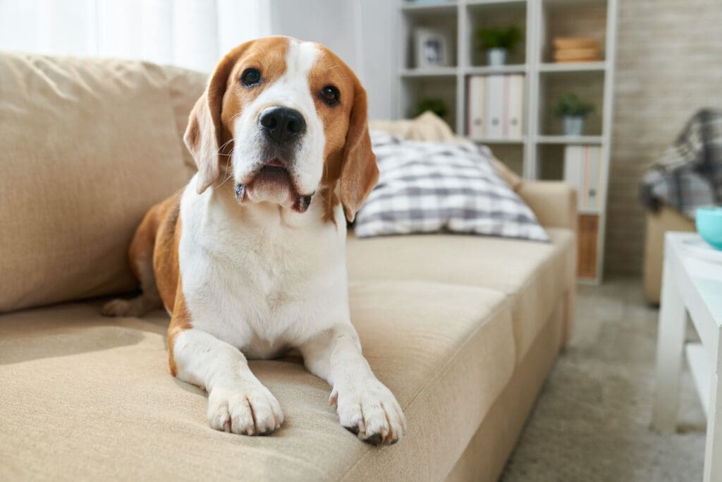 Cute dog lying on sofa