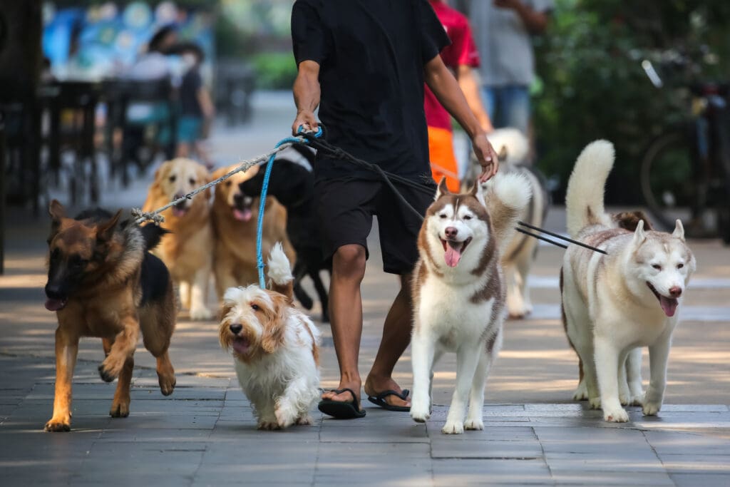 Shepherd dogs of various types of dogs are very cute on the road