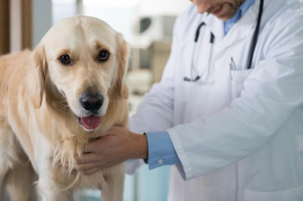 Most Common Dog Health Issues in Hyderabad