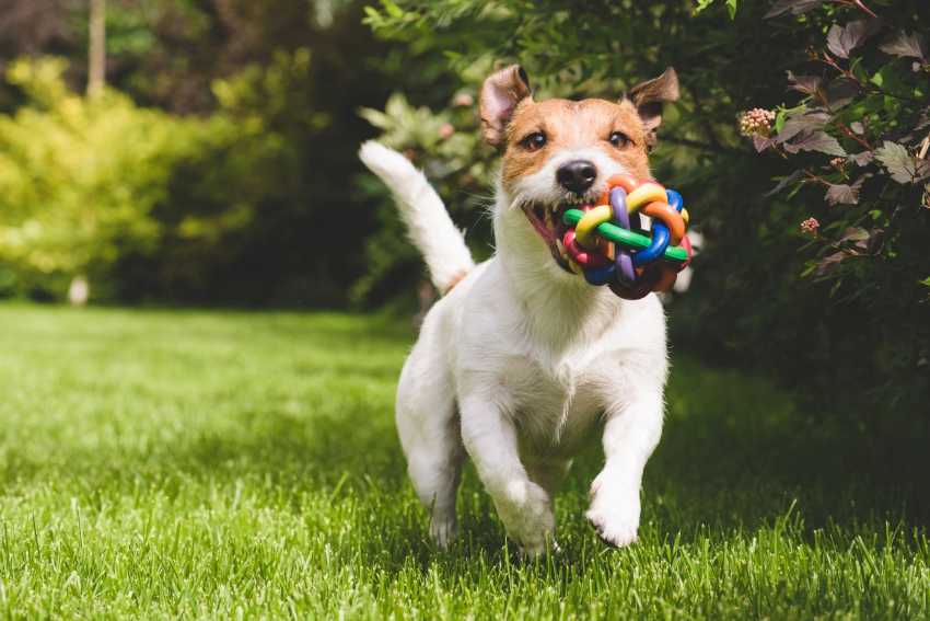 How to Make Outdoor Dog Space That’s Safe, Stylish & Fun