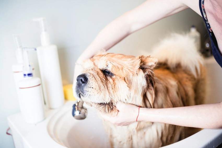 The Benefits of Spa Treatments for Dogs