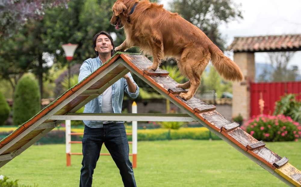 The Importance of Dog Training for a Well-Behaved Pet