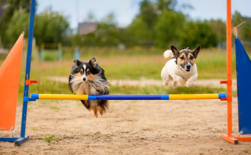 Understanding Different Dog Training Methods