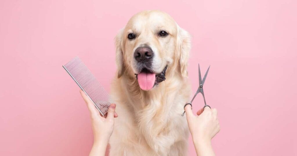 5 Common Dog Grooming Mistakes and How to Avoid Them