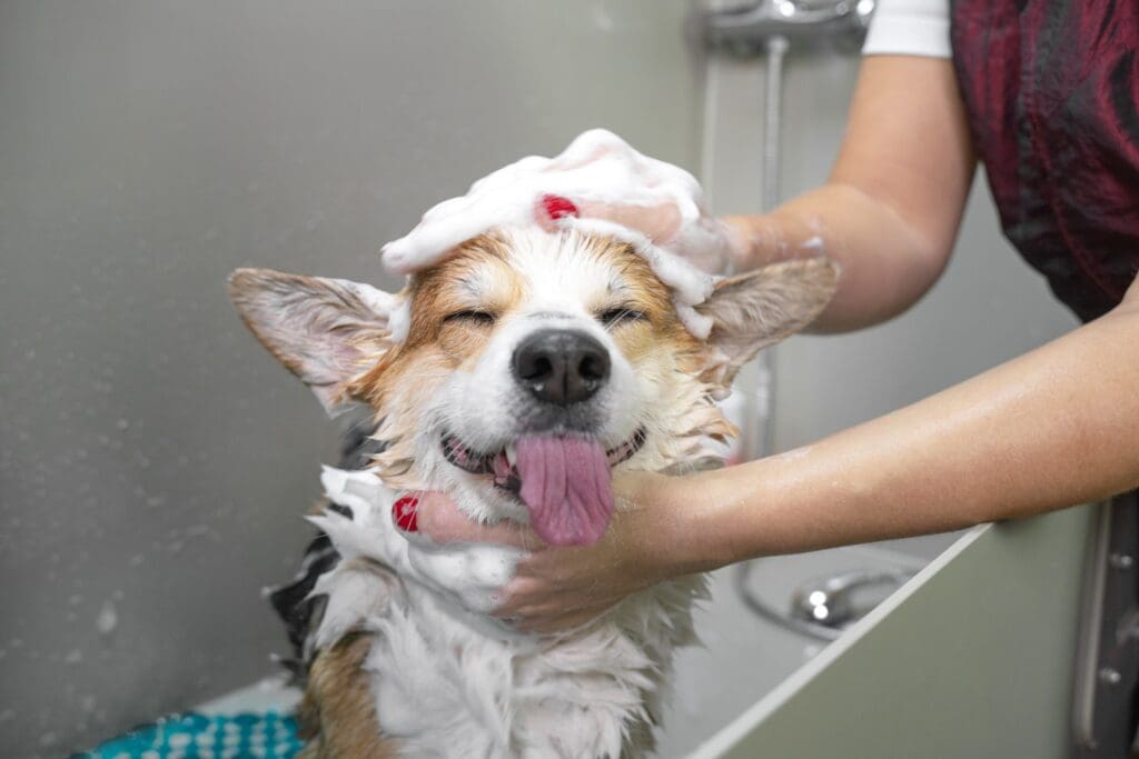 Importance of Pet Hygiene for Dogs