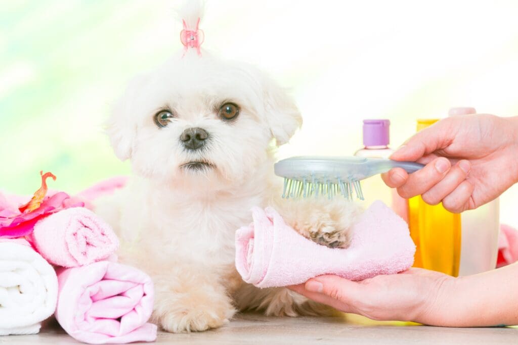 Using Organic Products in Dog Grooming A Healthier Choice for Your Pet