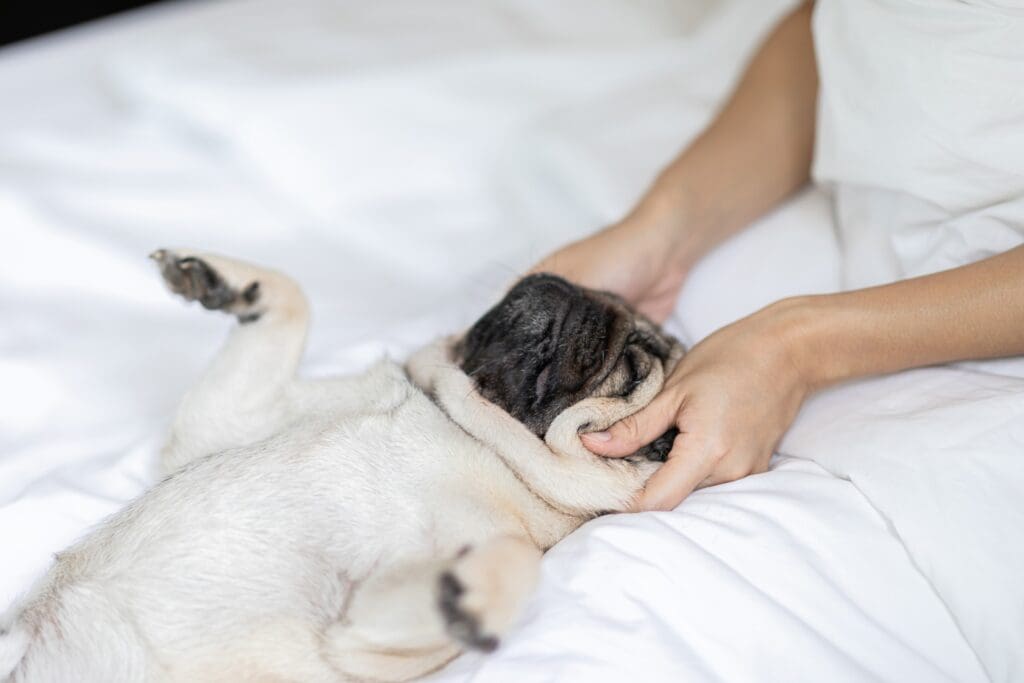 Why Your Dog Deserves a Massage Therapy