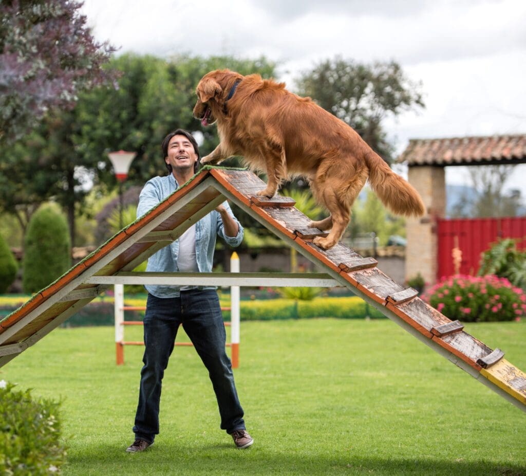 Dog Training Myths You Need to Stop Believing