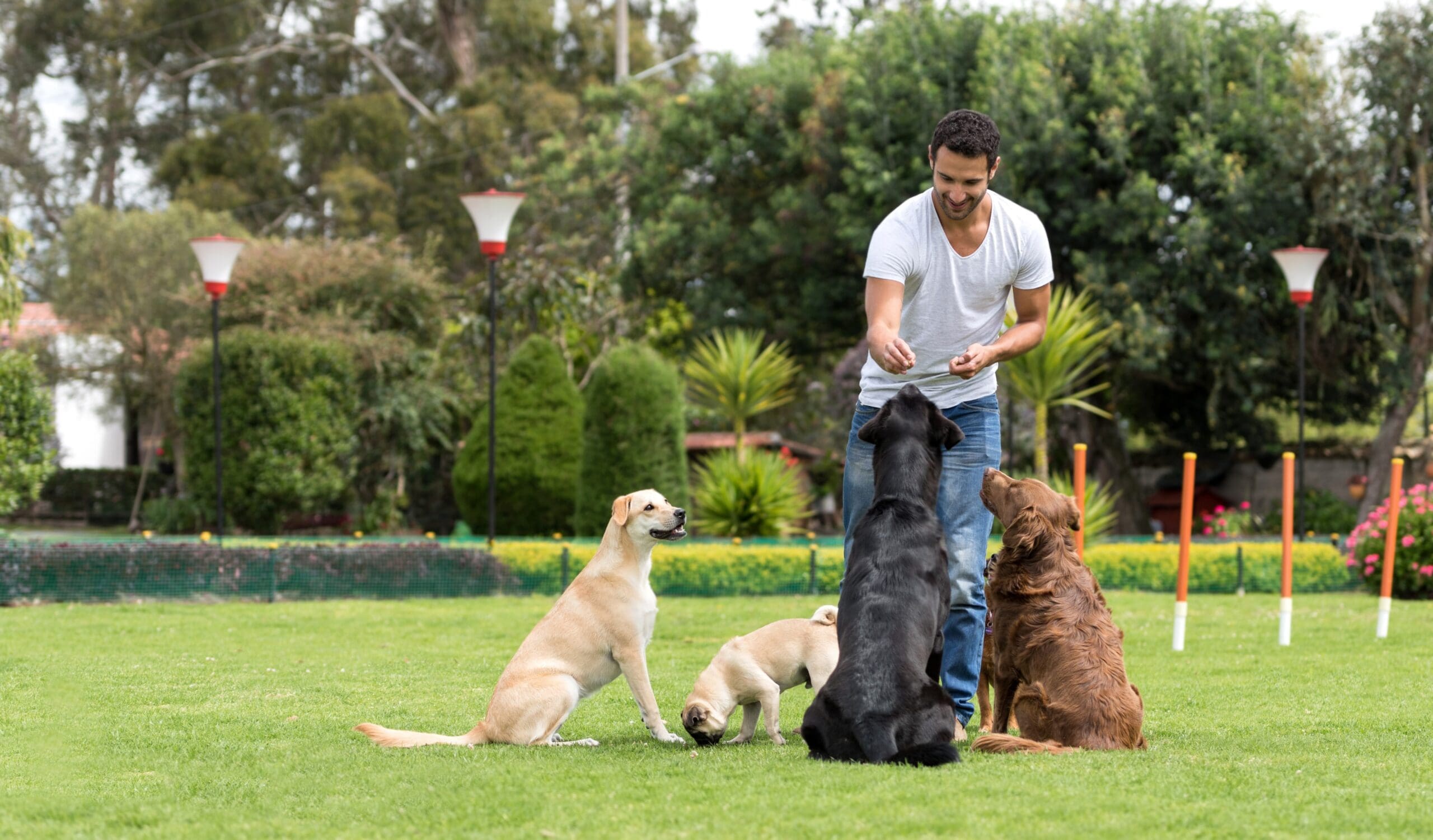 Understanding the Basics of Canine Behavior Training