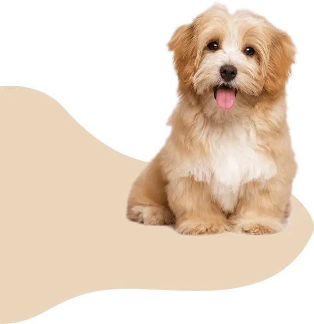Doggy Ville