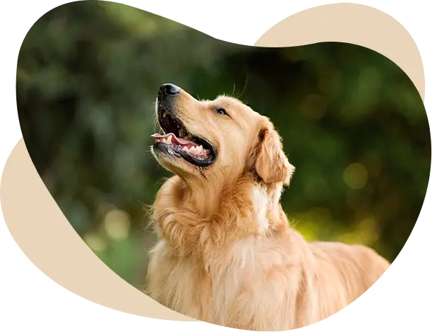 Dog Boarding Costs