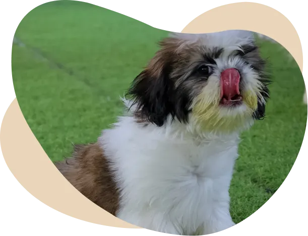 Dog Boarding in Hafeezpet