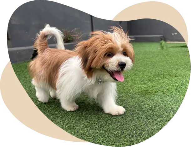 Dog Boarding in Vijayawada