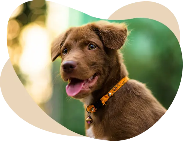 Dog Boarding packages