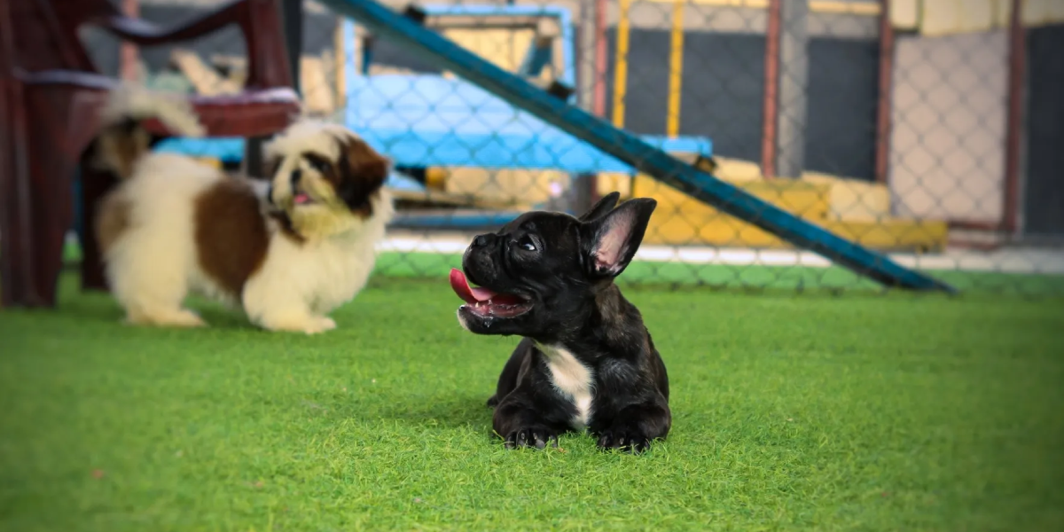 Doggiville