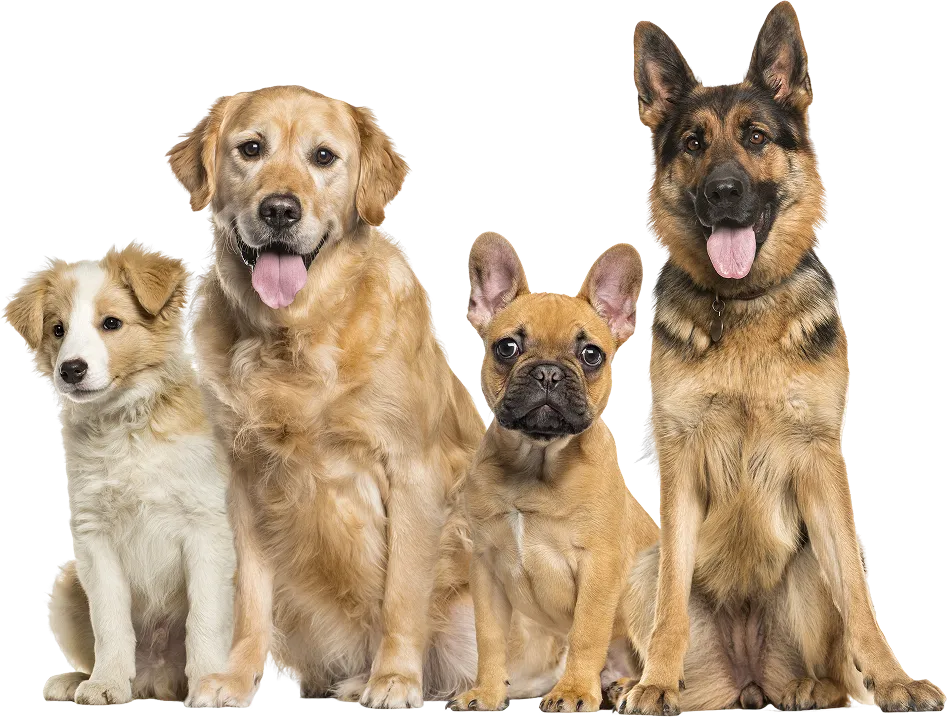 Doggy Ville