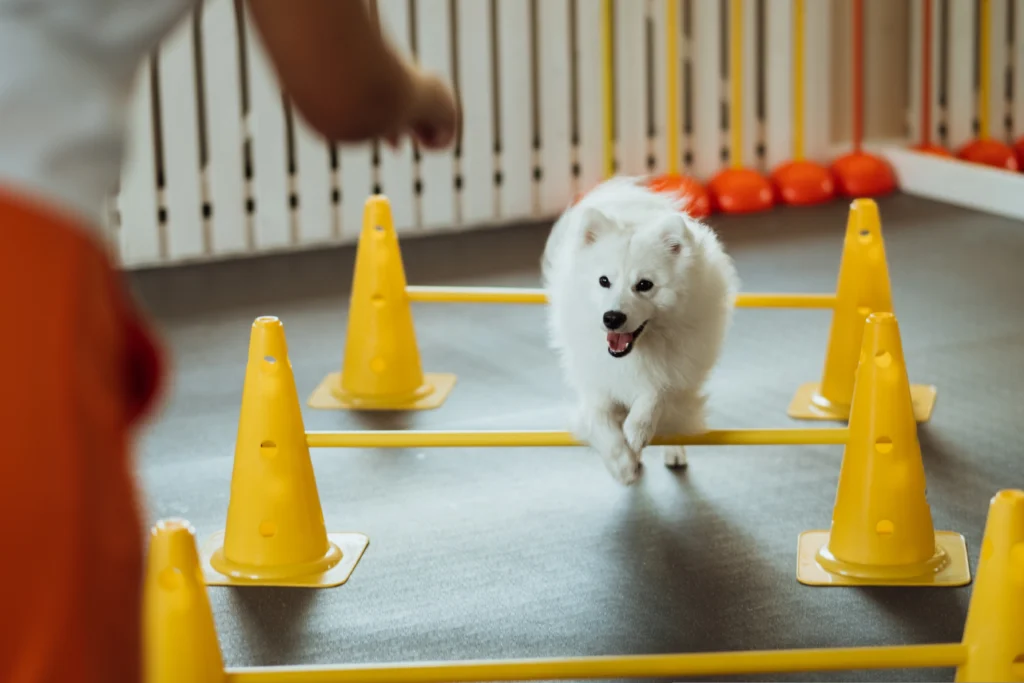 How to Prepare Your Dog for Boarding