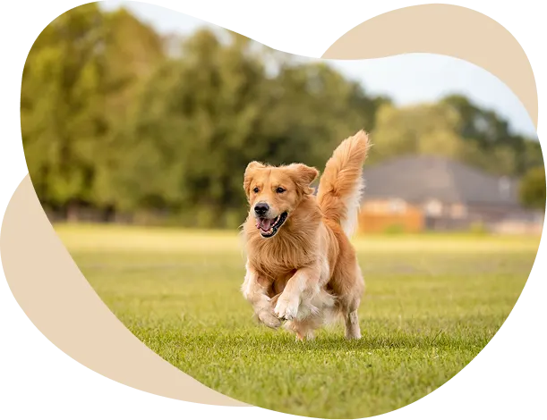 Long Stay Dog Boarding