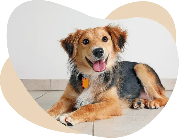 Puppy Boarding Hyderabad