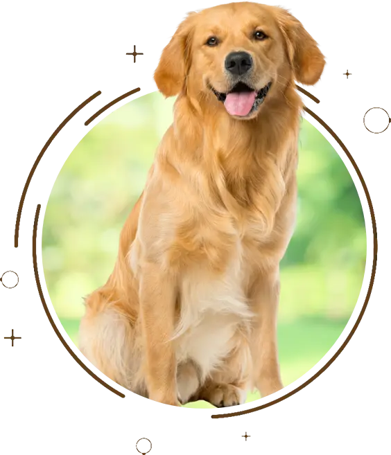 Why DoggieVille