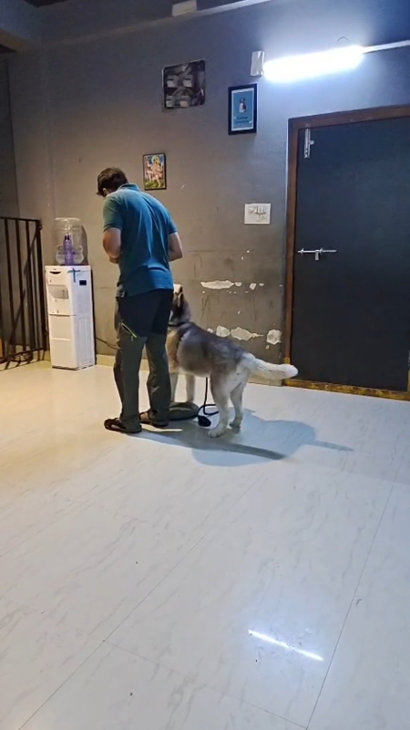 Doggy Ville Training