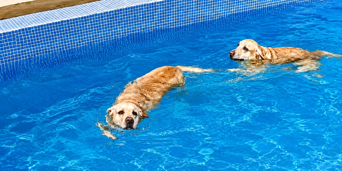 Doggy Ville