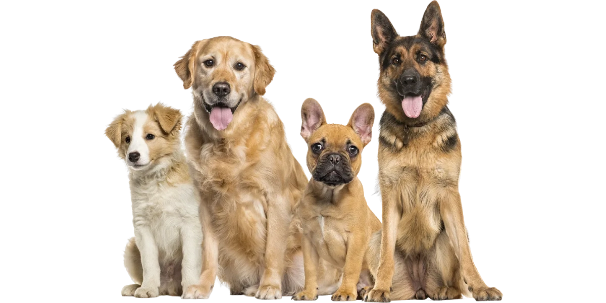 dogs-banner