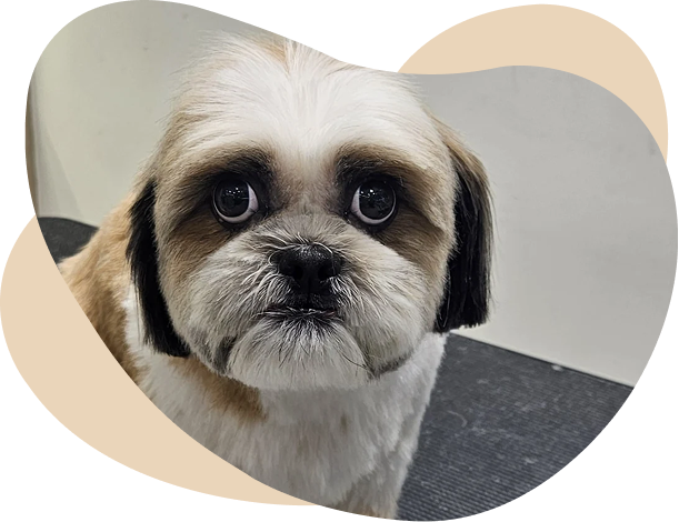 Doggy Ville