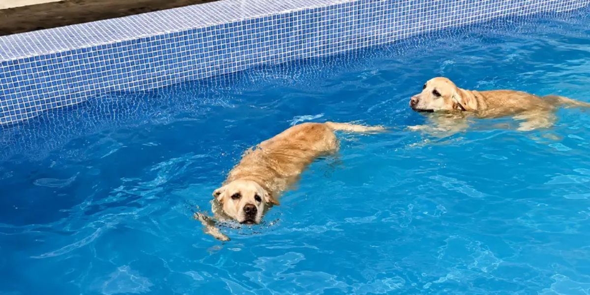 swimmin-pool