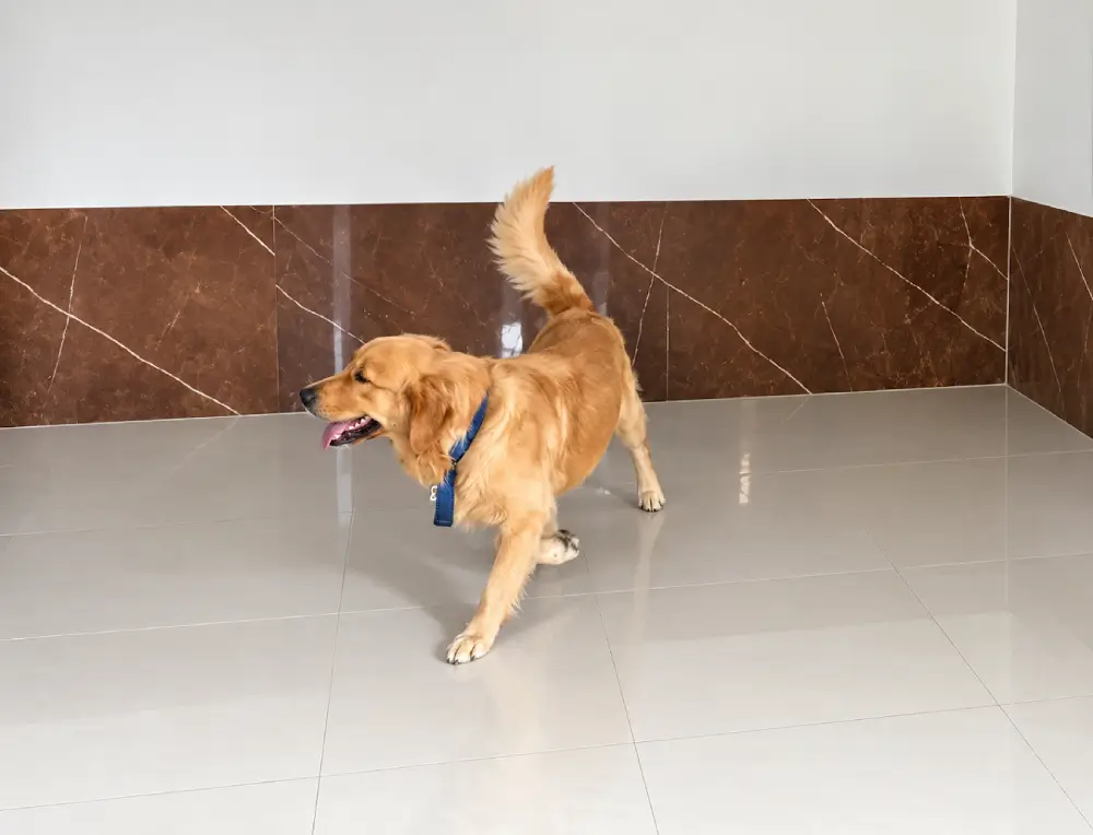 Dog experiencing separation anxiety before boarding