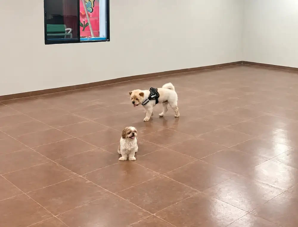 Happy dogs playing together at a dog daycare facility