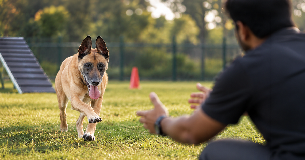 Belgian Malinois dog running towards a trainer during an outdoor obedience training session in a grassy field with agility equipment.