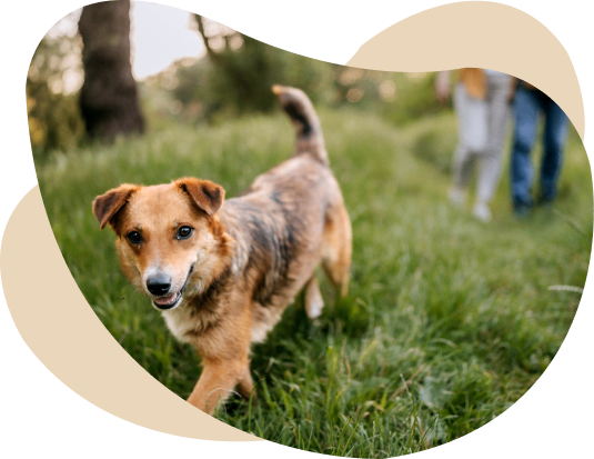 Dog Walking That Fits Their Pace and Routine