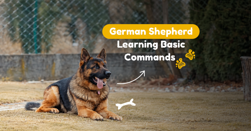 German Shepherd Learning Basic Commands