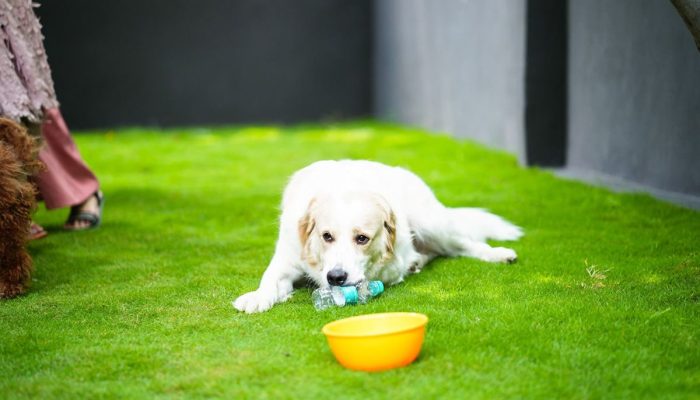 Doggy Ville The Canine Club