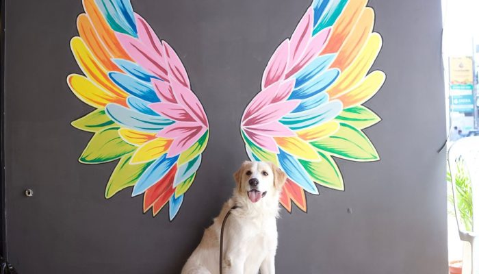 Doggy Ville The Canine Club