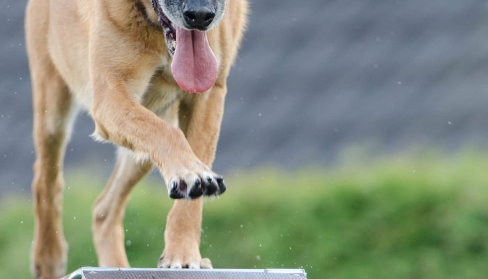 Doggy Ville The Canine Club